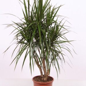 Dracaena marginata
(1 Plants/Order)(27cmP 140cmH)