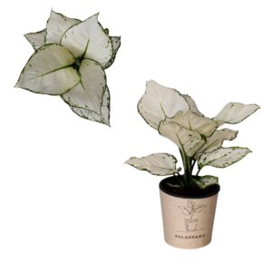 Aglaonema other Aglaonema `White Beauty`
(4 Plants/Order)(12cmP 30cmH)