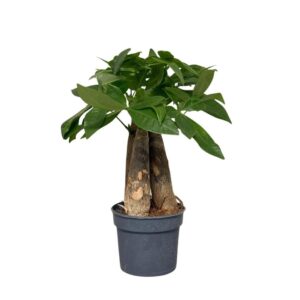 Pachira aquatica Trunk Multi stam 3pp
(12 Plants/Order)(9cmP 25cmH)