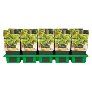 Hosta x fortunei Queen Josephine' P11
(10 Plants/Order)(11cmP 25cmH)
