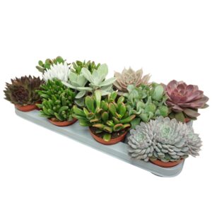 Succulenten mix 10,5 cm
(11 Plants/Order)(10.5cmP 12cmH)