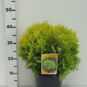 Thuja other dark yellow occ. 'Anna,s Magic Ball,
(1 Plants/Order)(19cmP 45cmH)