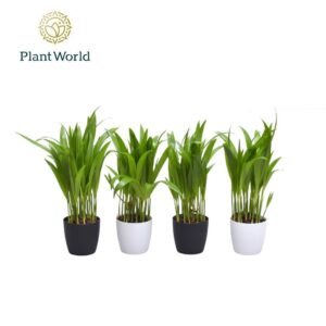 Chrysalidocarpus Dypsis lutescens (Areca) 7 cm in Sara Black White
(16 Plants/Order)(7cmP 35cmH)