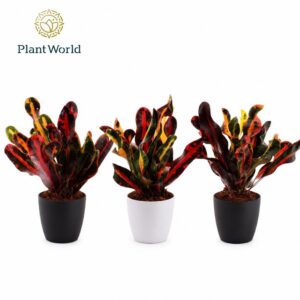 Codiaeum Mammi Croton kopstek 7 cm in Sara Black White
(16 Plants/Order)(7cmP 25cmH)