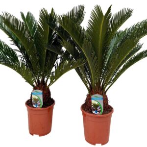 Cycas revoluta P17 XL
(1 Plants/Order)(17cmP 60cmH)