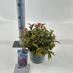 Leucothoe Burning Love keiskei
(1 Plants/Order)(17cmP 25cmH)