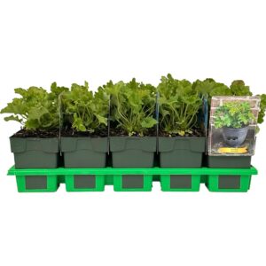 Heuchera micrantha
(10 Plants/Order)(11cmP 25cmH)