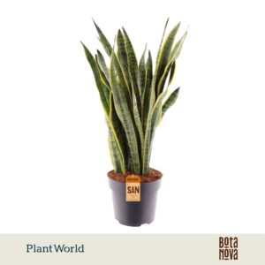 Sansevieria Laurentii
(1 Plants/Order)(24cmP 80cmH)