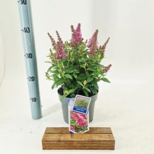 Buddleja Butterfly Candy Little Pin d. ('BotEx 005'PBR)
(1 Plants/Order)(19cmP 40cmH)