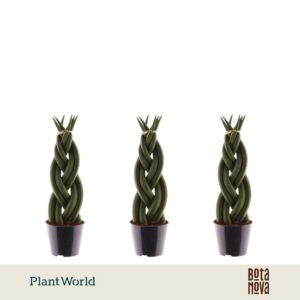 Sansevieria Cylindrica Twist'
(12 Plants/Order)(8.5cmP 30cmH)
