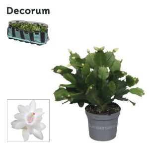 Schlumbergera White Eva 9 cm White (Malissa)
(18 Plants/Order)(9cmP 18cmH)