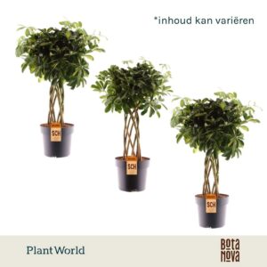 Schefflera koker mix (Gold Capella Compacta Nora)
(1 Plants/Order)(24cmP 85cmH)
