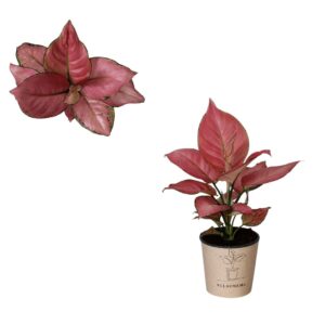 Aglaonema other Aglaonema `Geely Red`
(4 Plants/Order)(12cmP 30cmH)