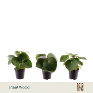 Peperomia Raindrop
(16 Plants/Order)(7cmP 10cmH)