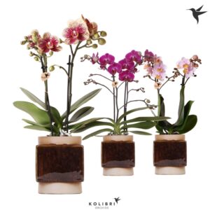 Phalaenopsis mixed 2 spike in Classy Cube Pot
(6 Plants/Order)(9cmP 40cmH)