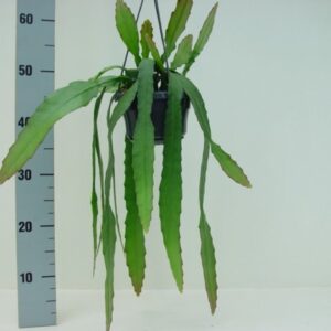 Epiphyllum ackermanii
(7 Plants/Order)(14cmP 60cmH)