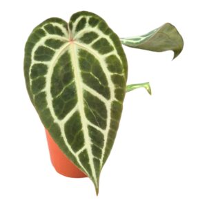 Anthurium Leaf Silver Blush MINT x Michelle
(2 Plants/Order)(9cmP 10cmH)