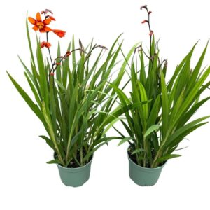 Crocosmia Emily Mckenzie
(1 Plants/Order)(19cmP 65cmH)