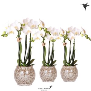 Phalaenopsis Multiflora white 3 spike in Safari Pot
(6 Plants/Order)(9cmP 40cmH)