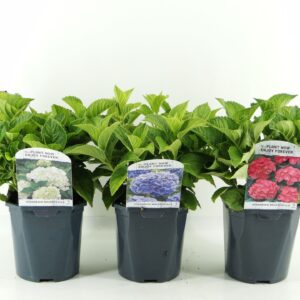 Hydrangea macrophylla mix LAAG
(6 Plants/Order)(17cmP 30cmH)
