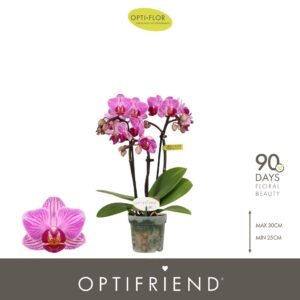 Phalaenopsis Multifloratypes other Optifriend Lotte 3 spike
(8 Plants/Order)(7cmP 25cmH)