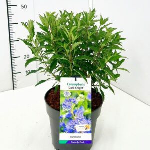 Caryopteris x clandonensis Dark Knight' C5
(1 Plants/Order)(23cmP 60cmH)
