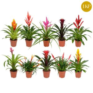Bromelia mixed 10 Types Bromelia Adventure 10 Types mixed (Zonder Hoes)
(10 Plants/Order)(12cmP 45cmH)