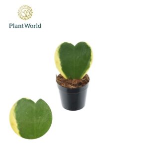 Hoya kerrii VARI 1pp Pot 7
(16 Plants/Order)(7cmP 13cmH)