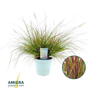 Pennisetum alopecuroides Burgundy Bunny'
(6 Plants/Order)(17cmP 50cmH)