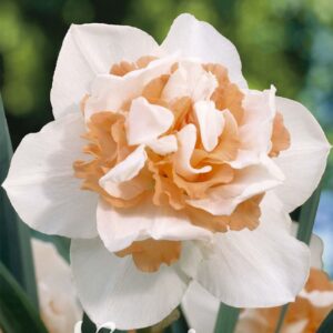 Droge Bulbs Narcissus Double Replete x5 14/16
(10 Plants/Order)(5cmP 35cmH)