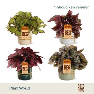 Begonia Rex Magic Colours in Pot Lauri
(6 Plants/Order)(12cmP 25cmH)