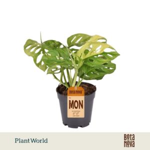 Monstera adansonii Aurea Variegated
(4 Plants/Order)(14cmP 30cmH)