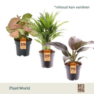 Indoor plants Groenmix (diverse soorten)
(7 Plants/Order)(14cmP 40cmH)
