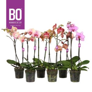 Phalaenopsis mixed Funda P12 BO 2 spike
(10 Plants/Order)(12cmP 50cmH)