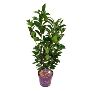 Camellia japonica 1001 Summer Nights' PREMIUM
(1 Plants/Order)(19cmP 70cmH)