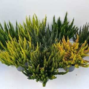 Calluna Skyline """Beauty Ladies"""
(10 Plants/Order)(10.5cmP 30cmH)