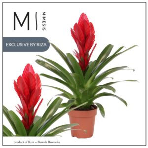 Vriesea Intenso Red 12cm Mimesis
(10 Plants/Order)(12cmP 42cmH)