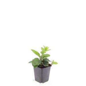 Aster ageratoides Asran
(12 Plants/Order)(9cmP 5cmH)