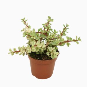 Portulacaria afra 'Variegata 8,5 cm
(12 Plants/Order)(8.5cmP 10cmH)