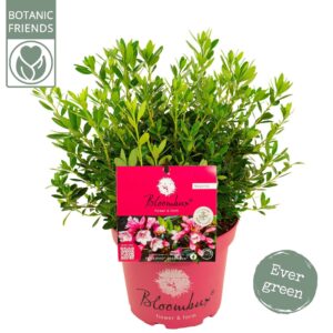 Rhododendron mix Bloombux' Magenta
(1 Plants/Order)(23cmP 55cmH)
