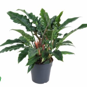 Philodendron Narrow Escape Philodendron Narrow P24
(1 Plants/Order)(24cmP 70cmH)