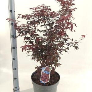 Acer palmatum Twombly's Red Sentinel'
(1 Plants/Order)(29cmP 100cmH)