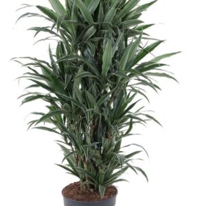 Dracaena Warneckei busch P31
(1 Plants/Order)(31cmP 140cmH)