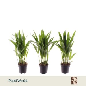 Chrysalidocarpus Dypsis lutescens (Areca) 7 cm
(16 Plants/Order)(7cmP 30cmH)