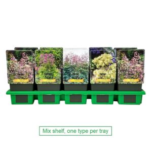 Thalictrum delavayi mix laag P11
(10 Plants/Order)(11cmP 25cmH)