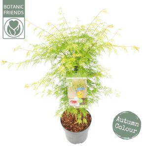 Acer palmatum Emerald Lace
(1 Plants/Order)(24cmP 80cmH)