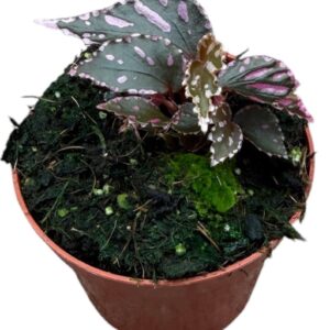 Begonia Begonia Jalau
(14 Plants/Order)(8cmP 12cmH)