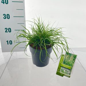 Pennisetum alopecuroides Hameln
(1 Plants/Order)(17cmP 30cmH)