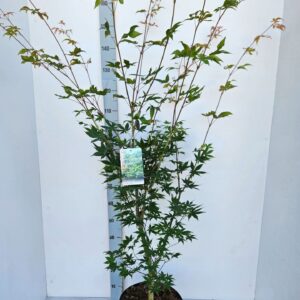 Acer palmatum Osakazuki
(1 Plants/Order)(31cmP 120cmH)