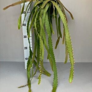 Rhipsalis monacantha
(7 Plants/Order)(14cmP 30cmH)